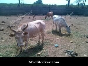 Mauritania Countryside Farm Animals