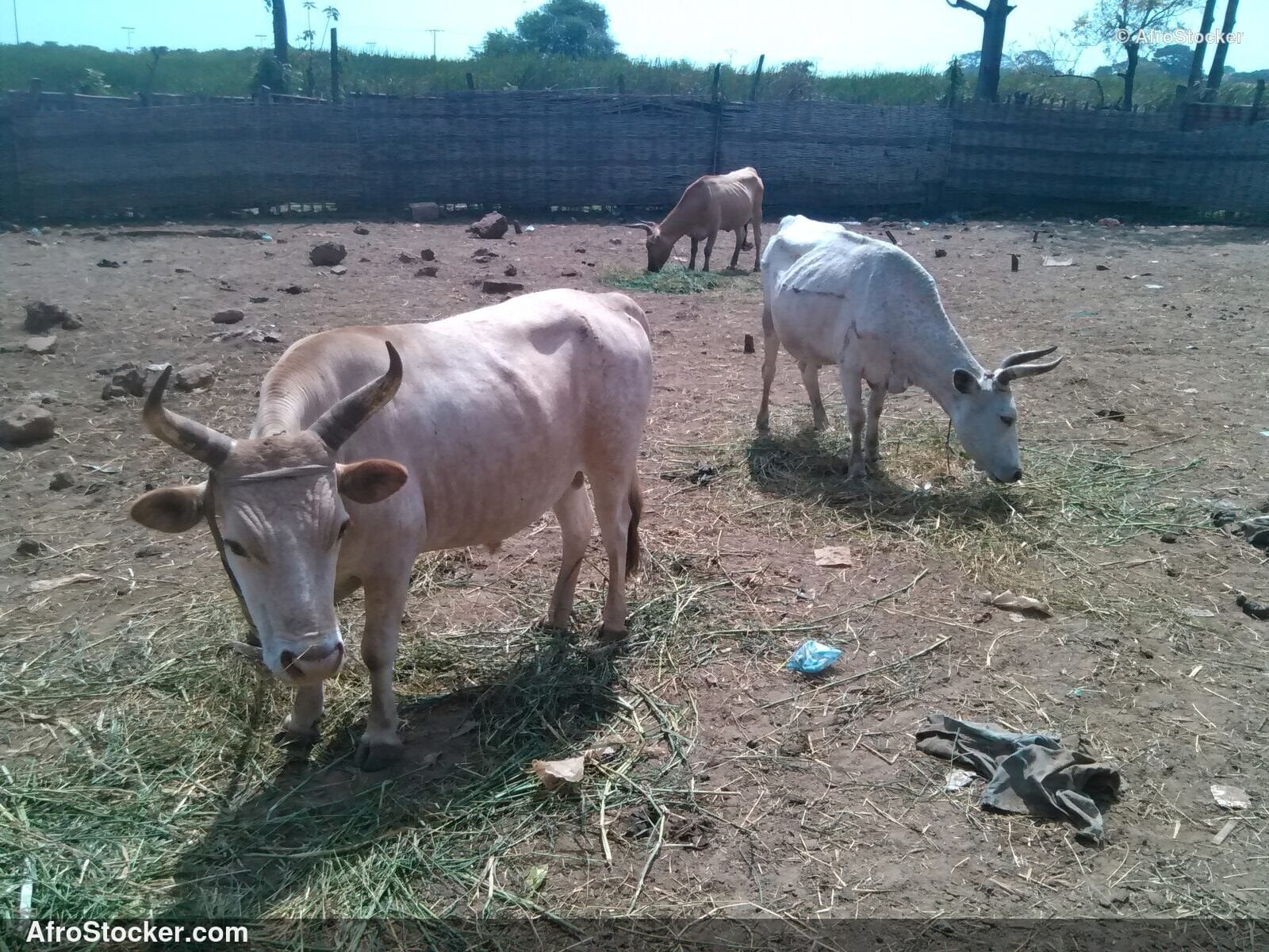Mauritania Countryside Farm Animals / Animaux Ferme Campagne Mauritanie | AfroStocker