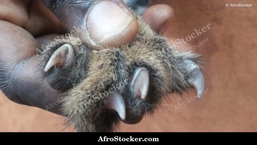 Wild Animal Claws Africa / Griffes Animal Sauvage Afrique | AfroStocker