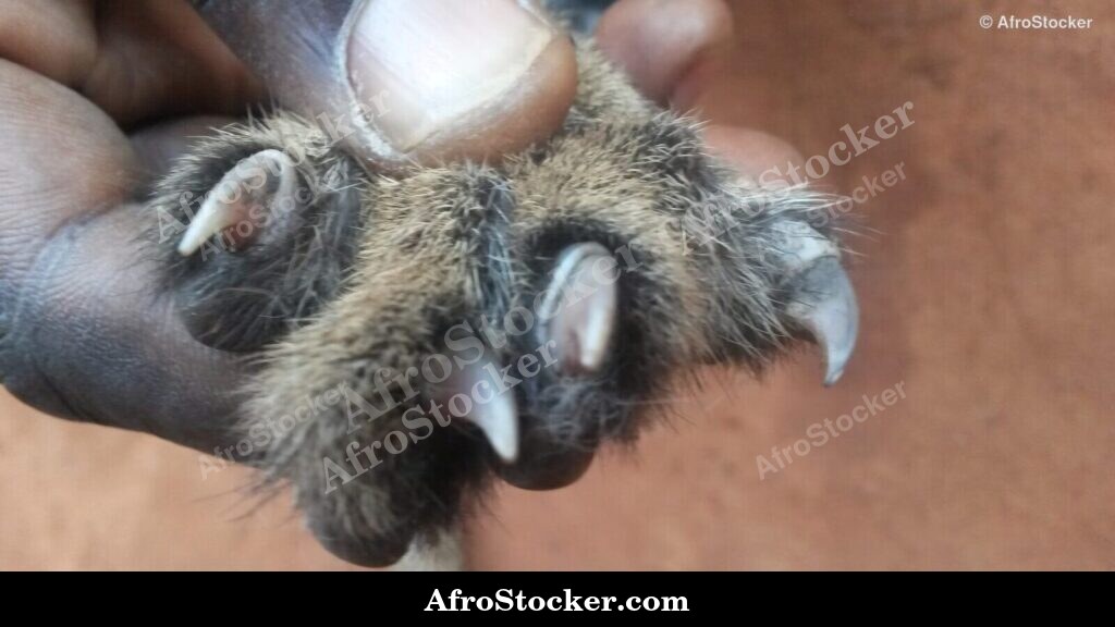Animal Claws Close Up Africa | AfroStocker