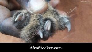 Animal Claws Close Up Africa