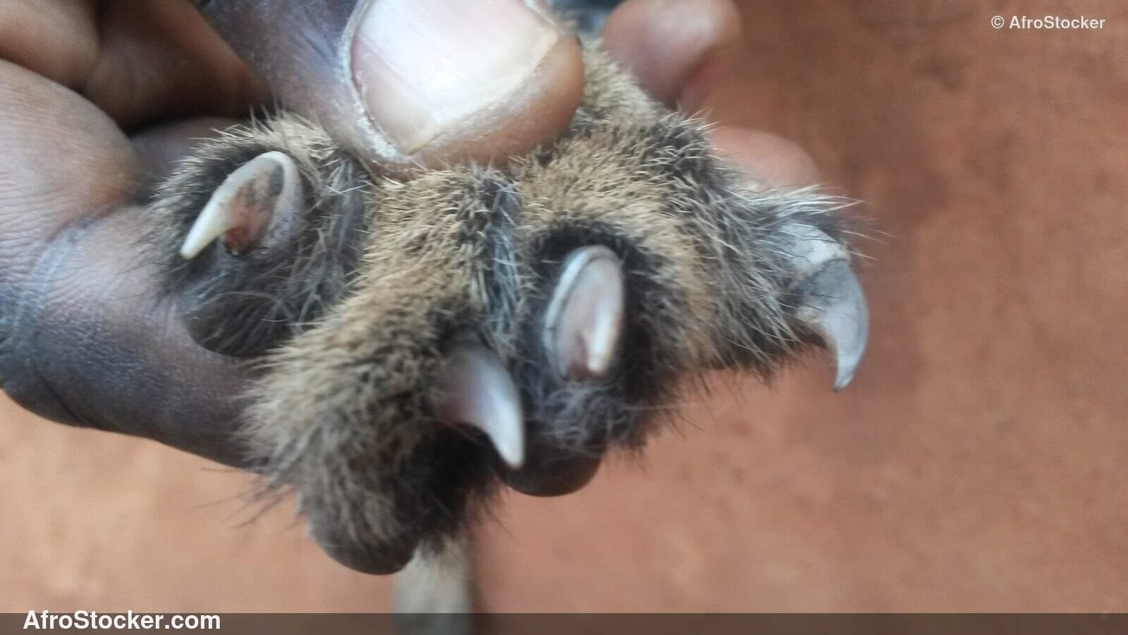 Animal Claws Close Up Africa / Griffes Animaux Gros Plan Afrique | AfroStocker