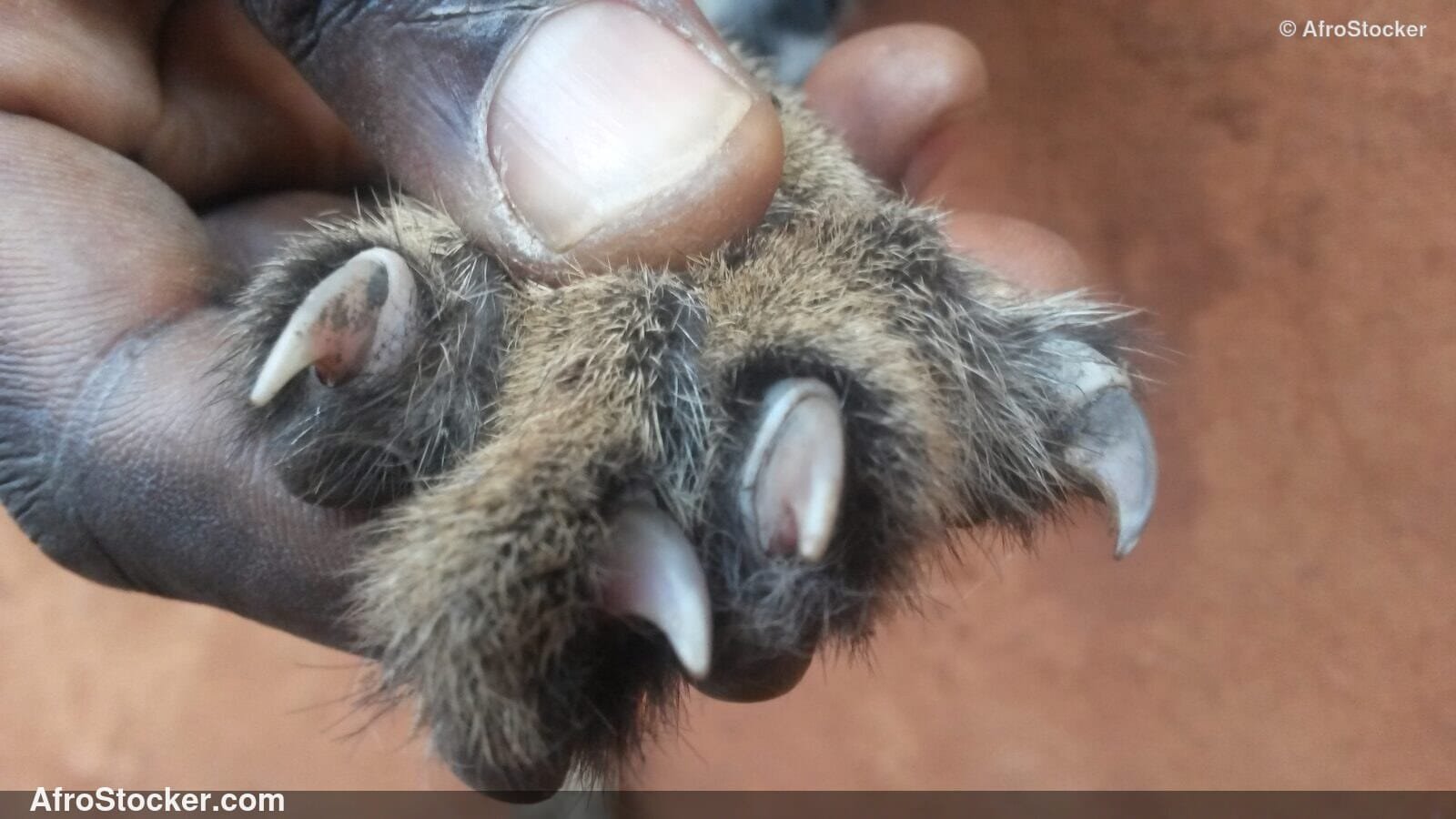 Cheetah Claws Detail Africa / Griffes Guépard Détail Afrique | AfroStocker