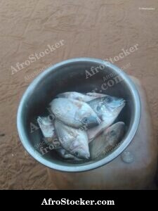 Fresh Fish Market West Africa