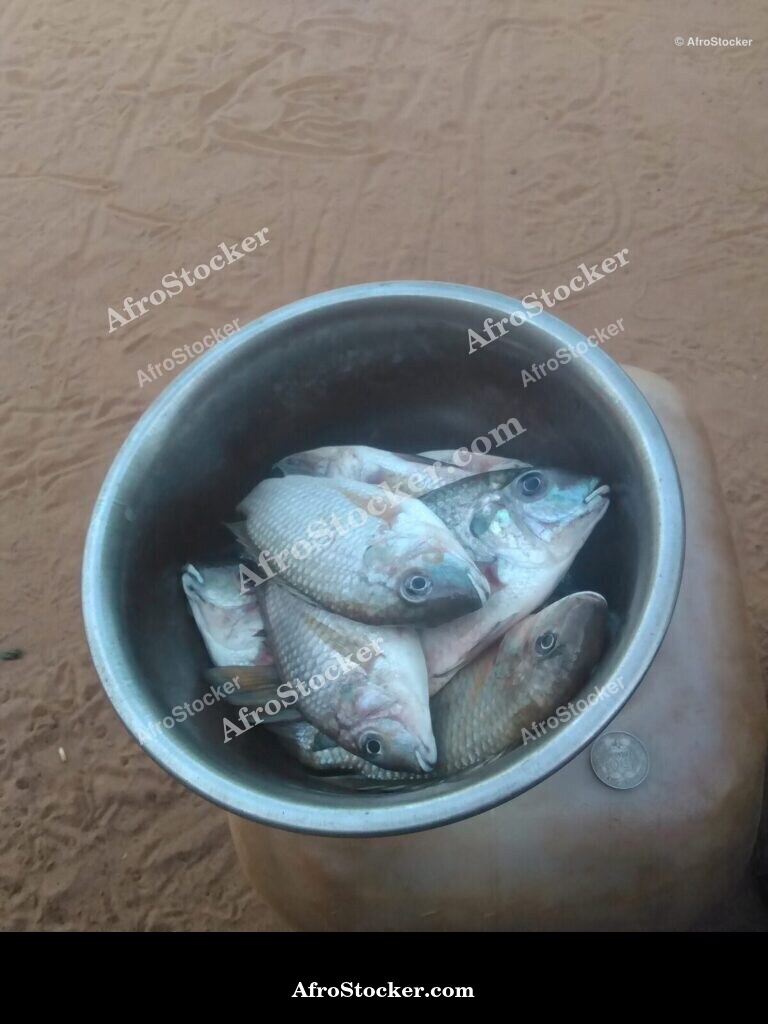 Fresh Fish Market West Africa / Marché de Poisson Frais Afrique de l'Ouest | AfroStocker