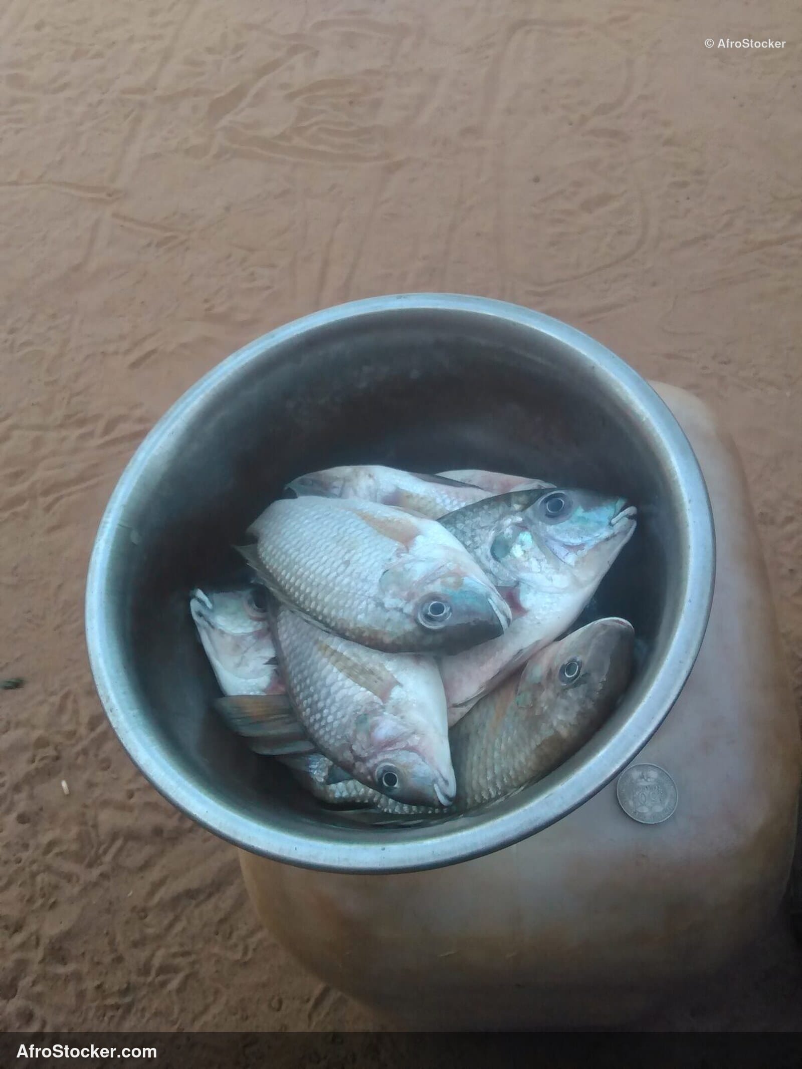 Fresh Fish Market West Africa / Marché de Poisson Frais Afrique de l'Ouest | AfroStocker