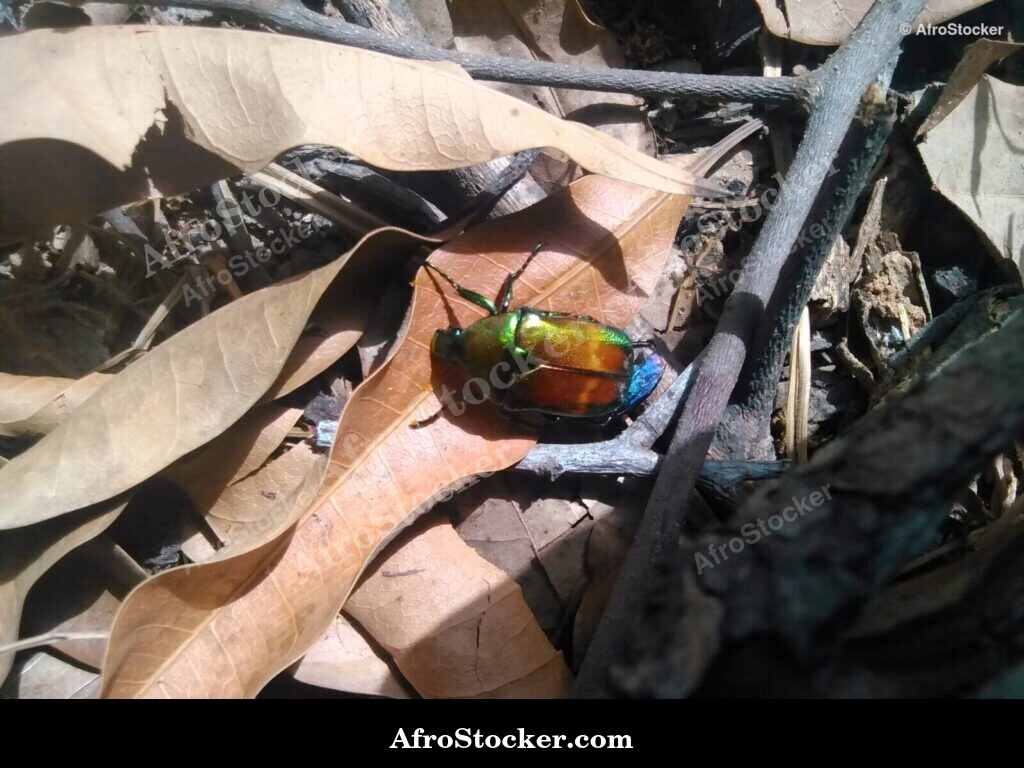 African Insect Nature Landscape / Insecte Paysage Nature Africaine | AfroStocker