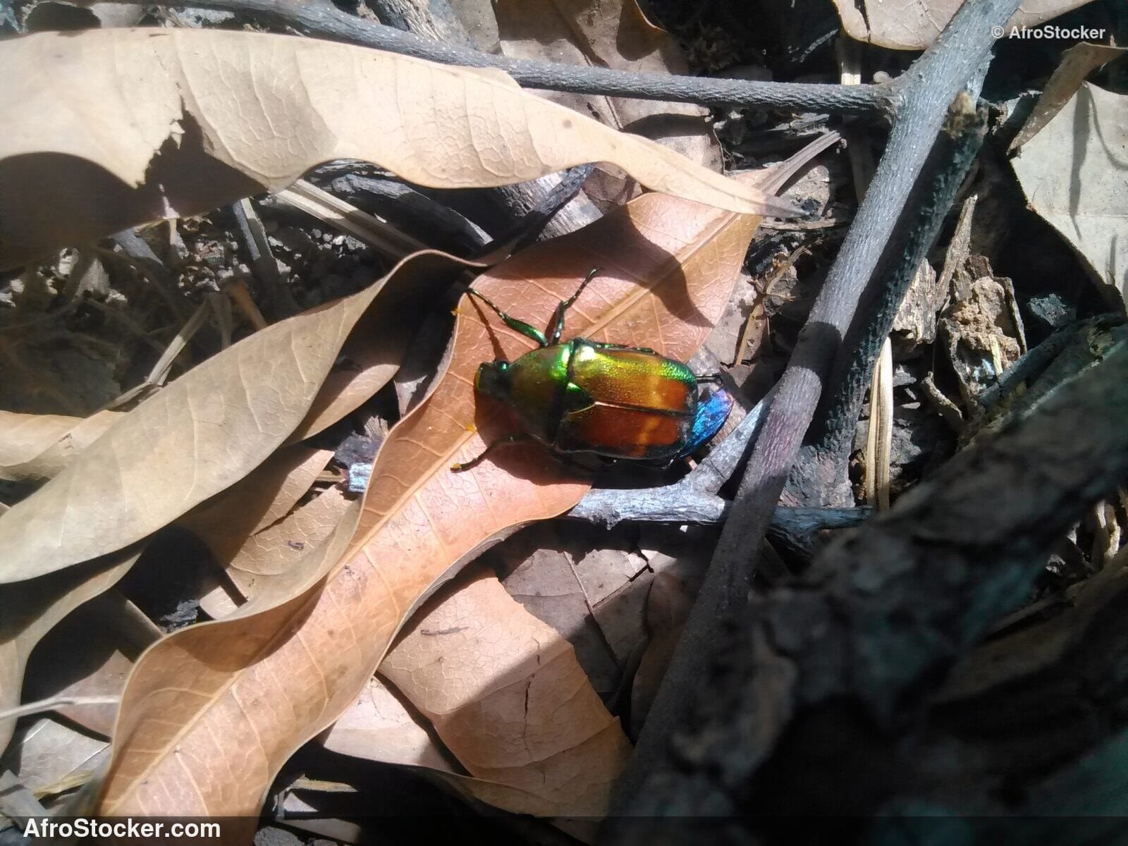 African Insect Nature Landscape / Insecte Paysage Nature Africaine | AfroStocker
