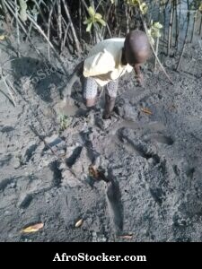 African Mangrove Landscape
