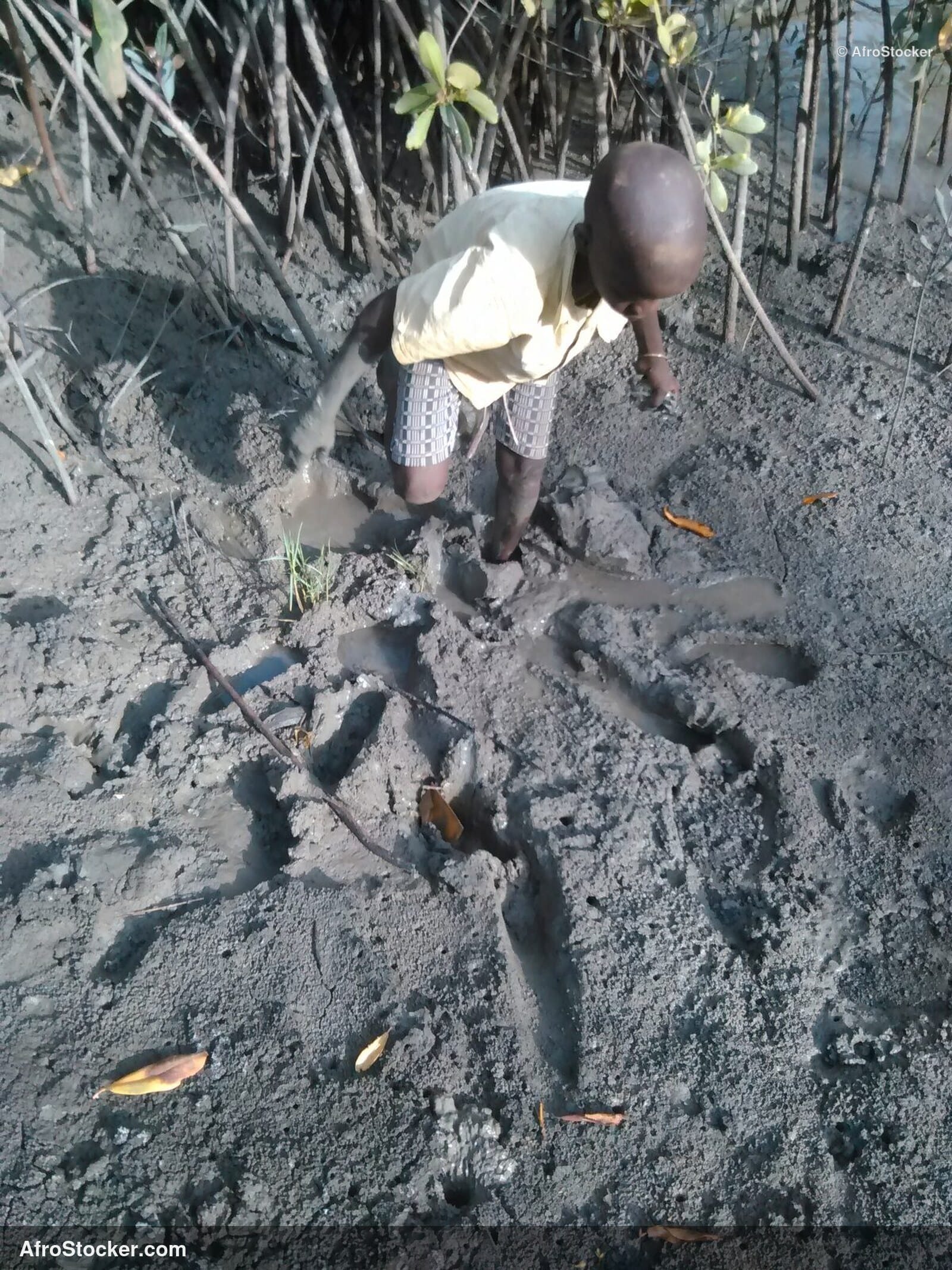 African Mangrove Landscape / Paysage Mangrove Africaine | AfroStocker