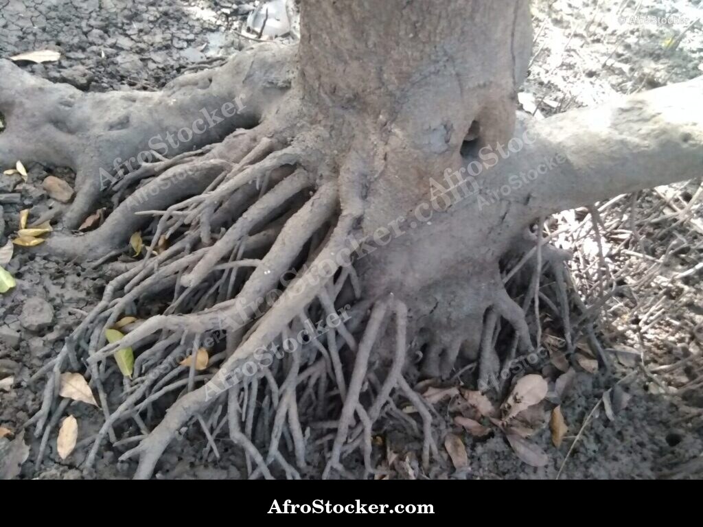 Mangrove Forest West Africa / Forêt Mangrove Afrique Ouest | AfroStocker