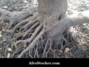 Mangrove Forest West Africa