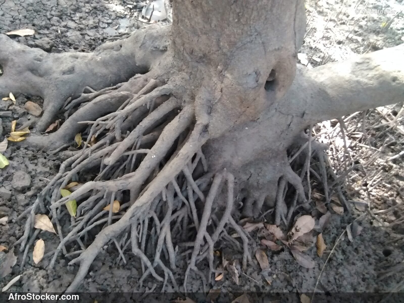Mangrove Forest West Africa / Forêt Mangrove Afrique Ouest | AfroStocker