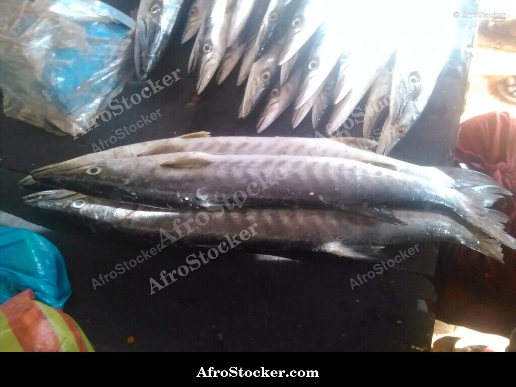 Fish Market Scene Mozambique / Marché aux Poissons Mozambique | AfroStocker