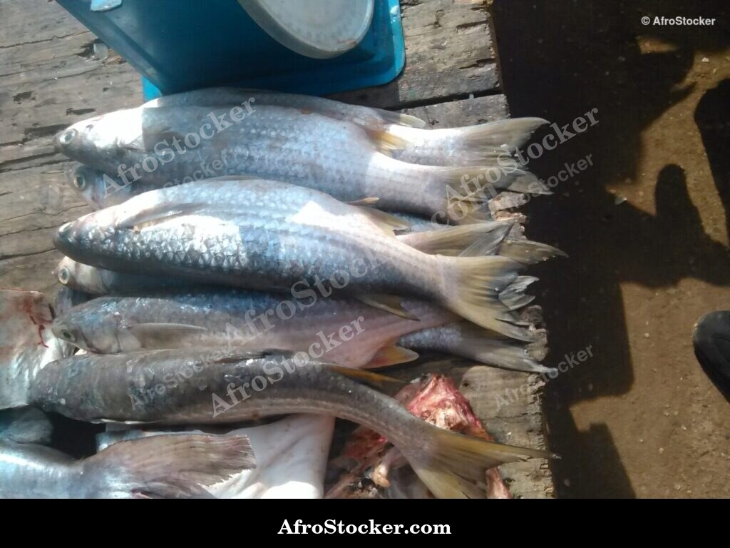 Fresh Fish Market Nigeria / Marché de Poisson Frais Nigeria | AfroStocker