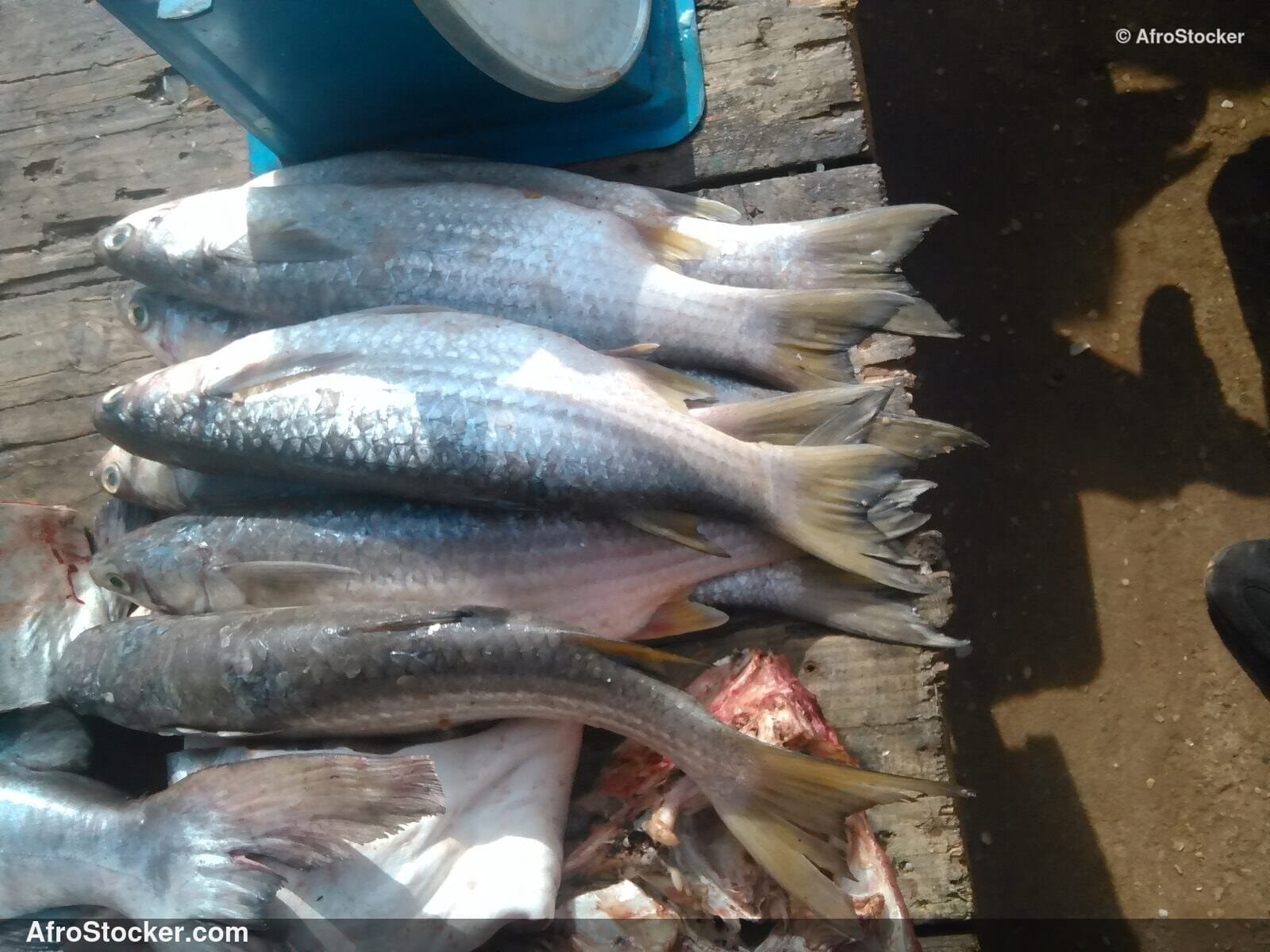 Fresh Fish Market Nigeria / Marché de Poisson Frais Nigeria | AfroStocker