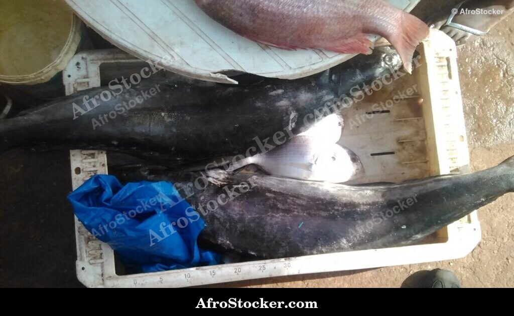 Fish Market Scene West Africa | AfroStocker