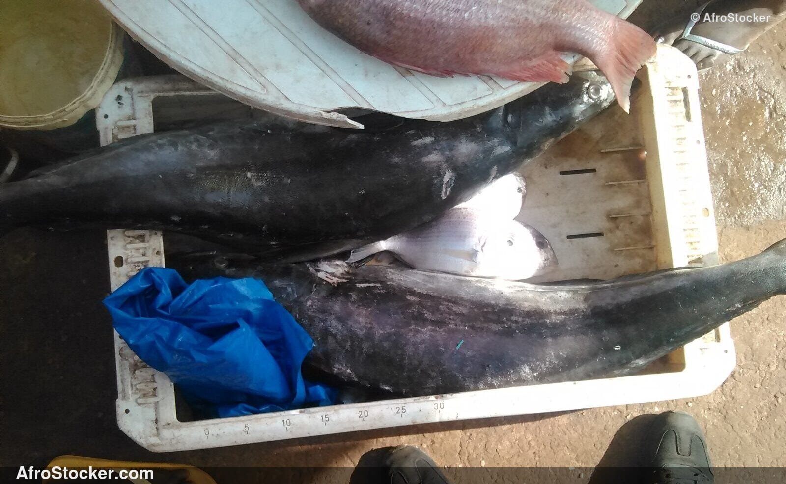 Fish Market Scene West Africa | AfroStocker