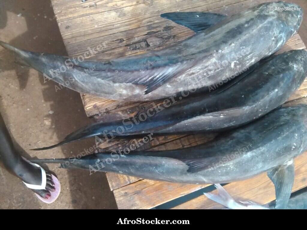 Fish Market Scene Tanzania / Marché aux Poissons Tanzanie | AfroStocker