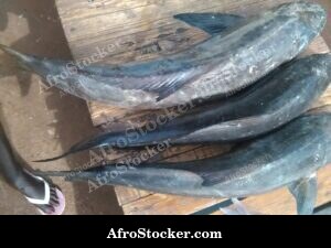 Fish Market Scene Tanzania