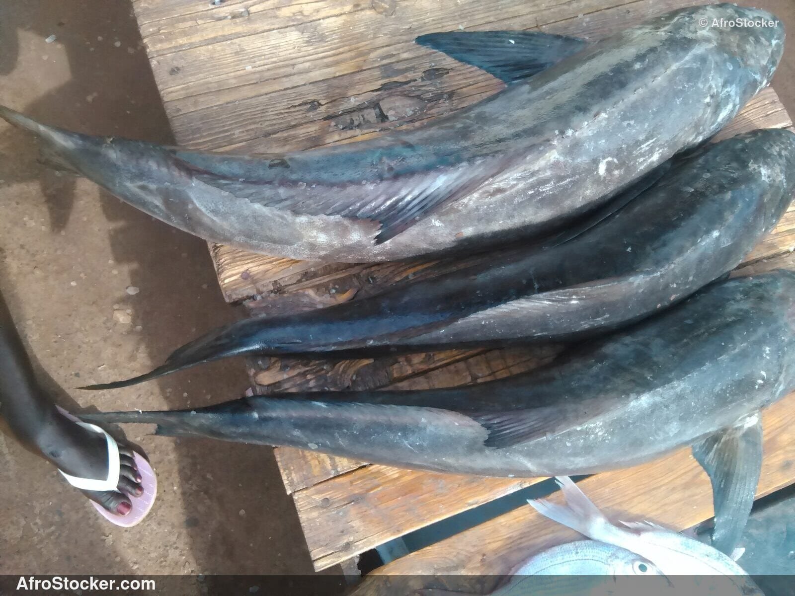 Fish Market Scene Tanzania / Marché aux Poissons Tanzanie | AfroStocker