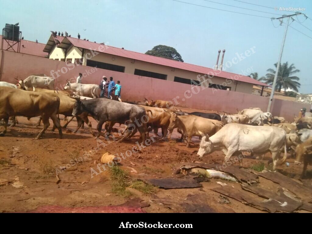 African Cattle Market Herd | AfroStocker