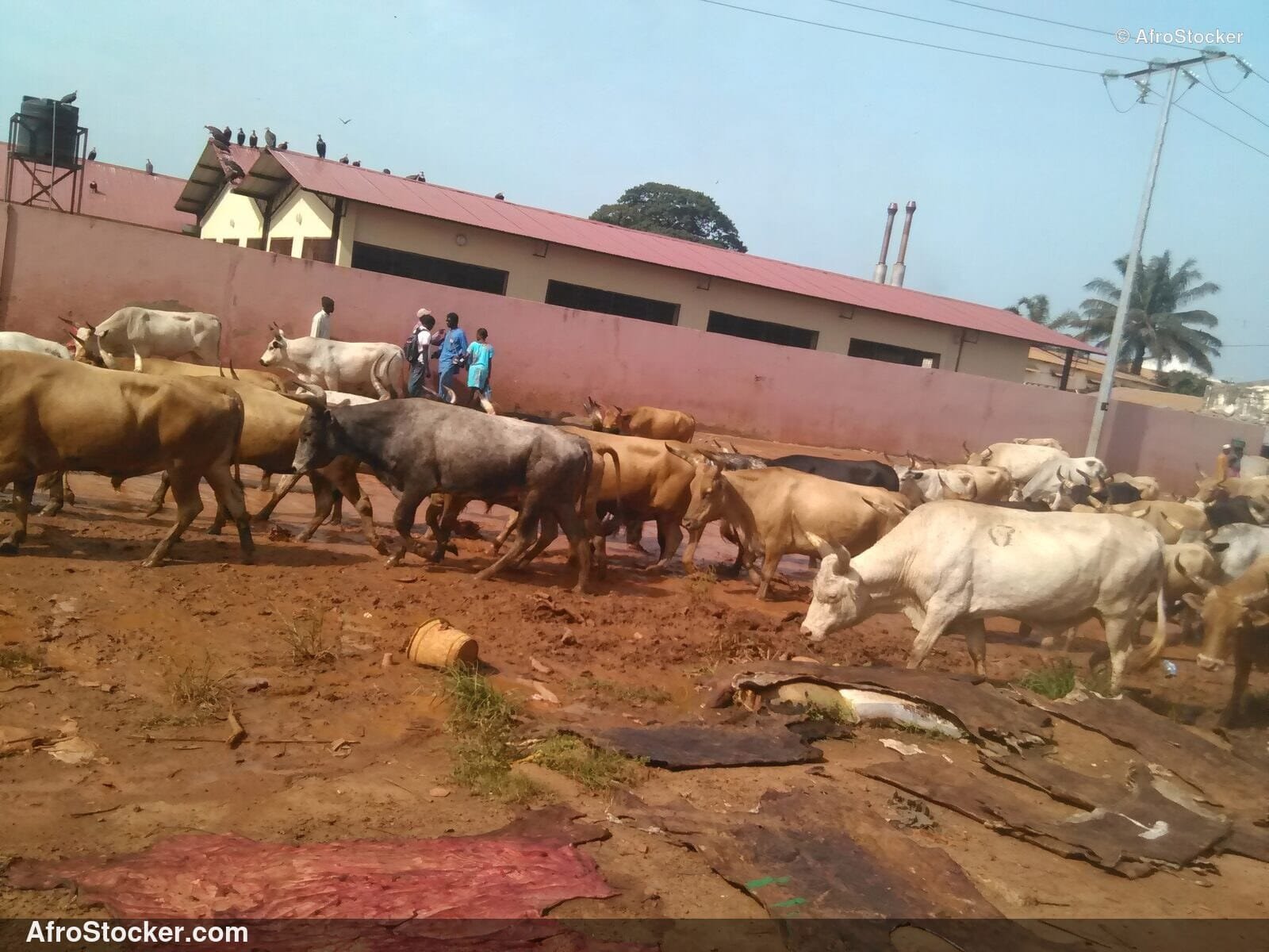 African Cattle Market Herd / Troupeau de Vaches Marché Africain | AfroStocker