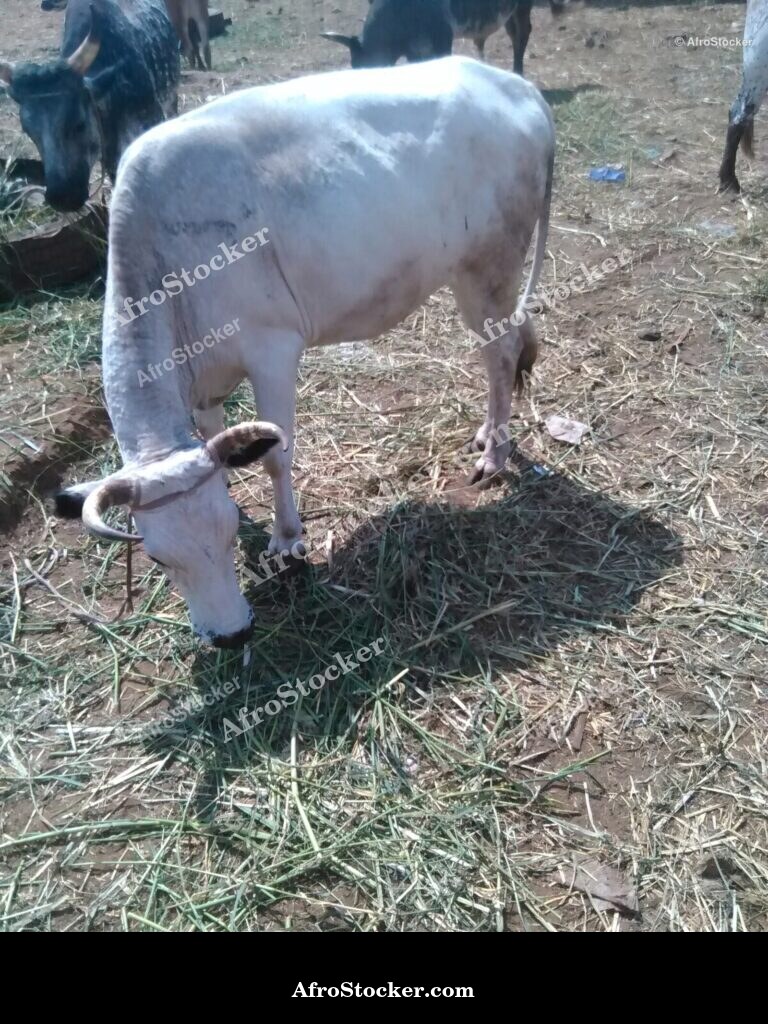 Sheep In Enclosure Senegal | AfroStocker