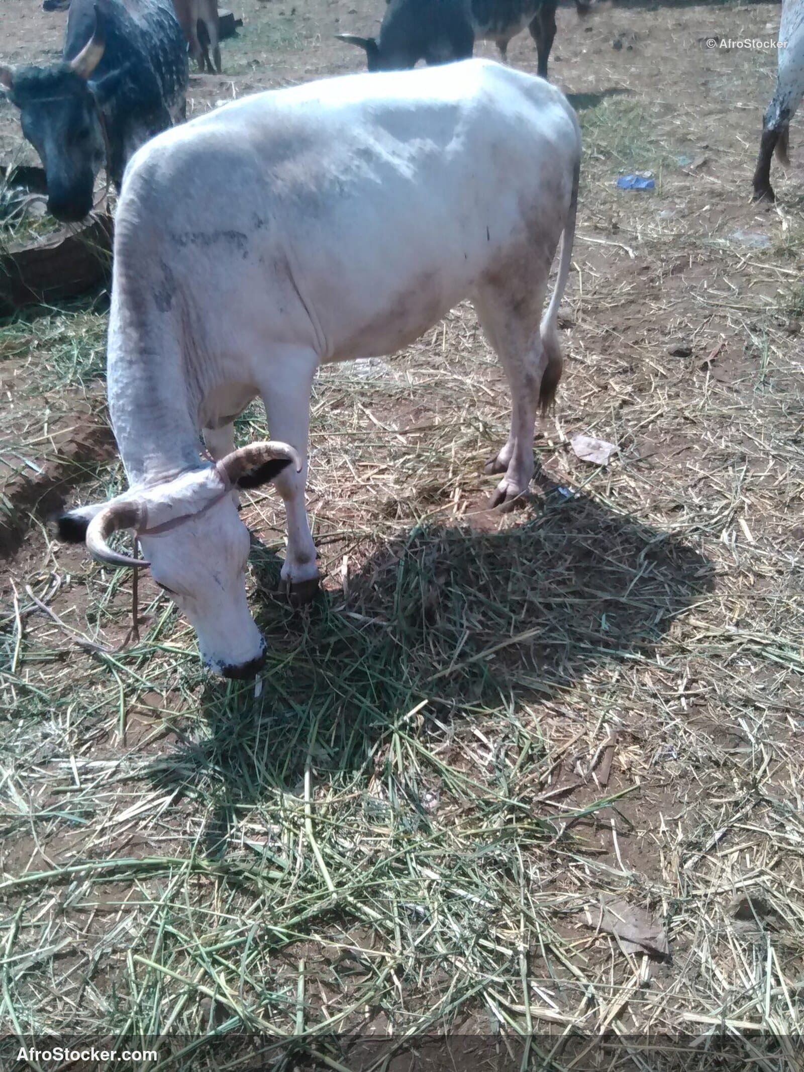 Sheep In Enclosure Senegal / Mouton Enclos Sénégal | AfroStocker