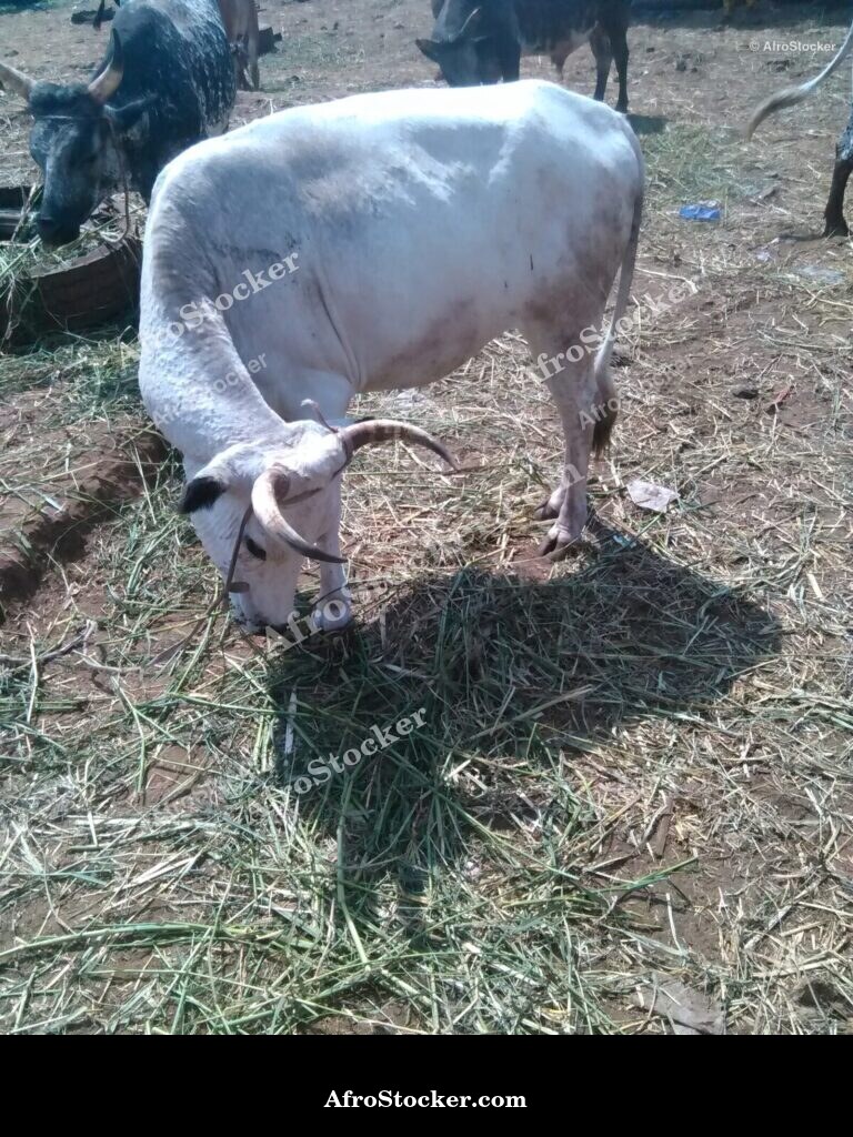 Sheep Pen Senegal Village | AfroStocker