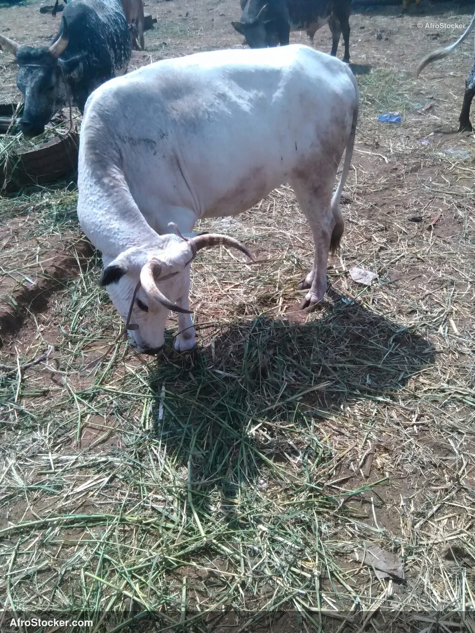 Sheep Pen Senegal Village / Enclos Moutons Village Sénégal | AfroStocker