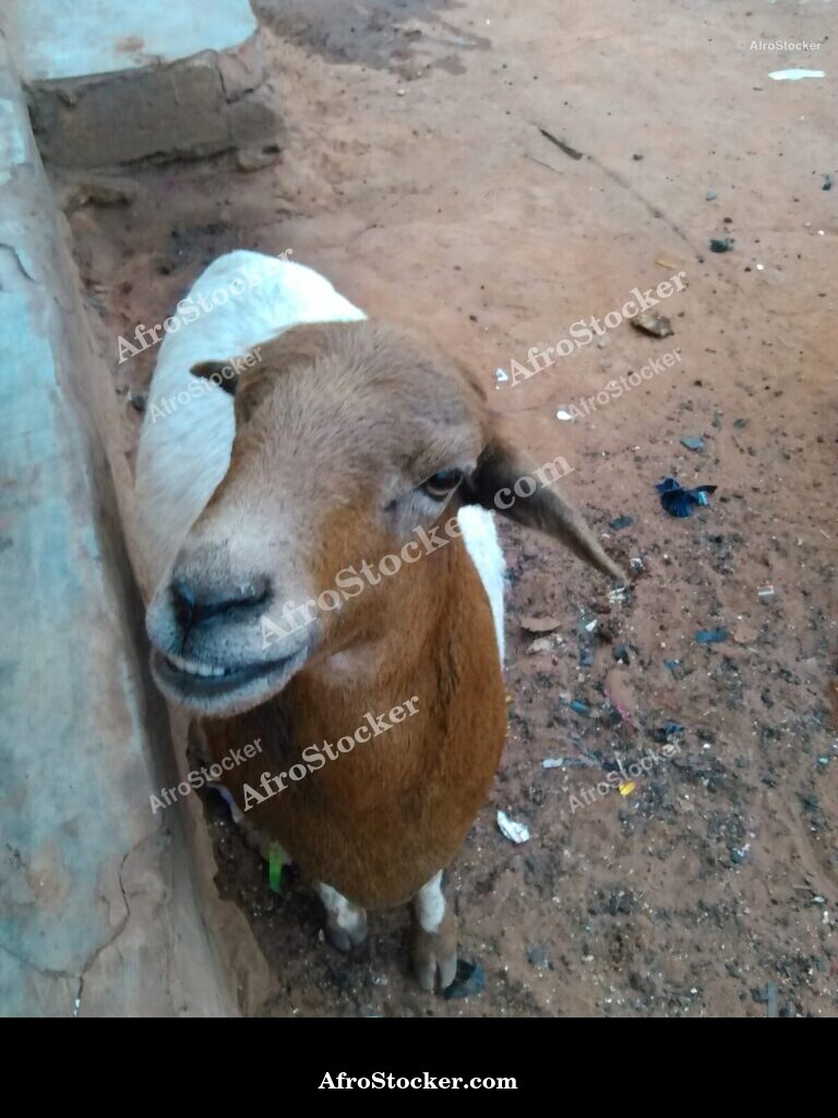 Sheep Herd West Africa / Troupeau Moutons Afrique Ouest | AfroStocker