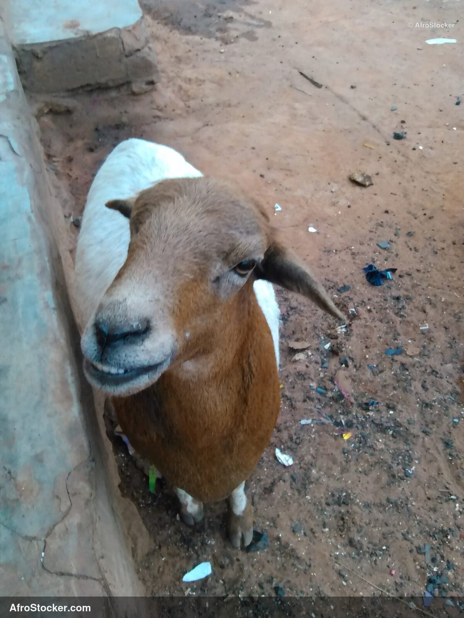 Sheep Herd West Africa / Troupeau Moutons Afrique Ouest | AfroStocker