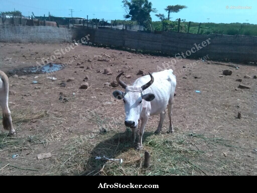 Sheep Grazing Gambia West Africa | AfroStocker