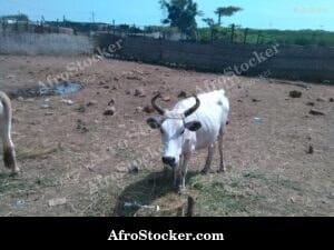 Sheep Grazing Gambia