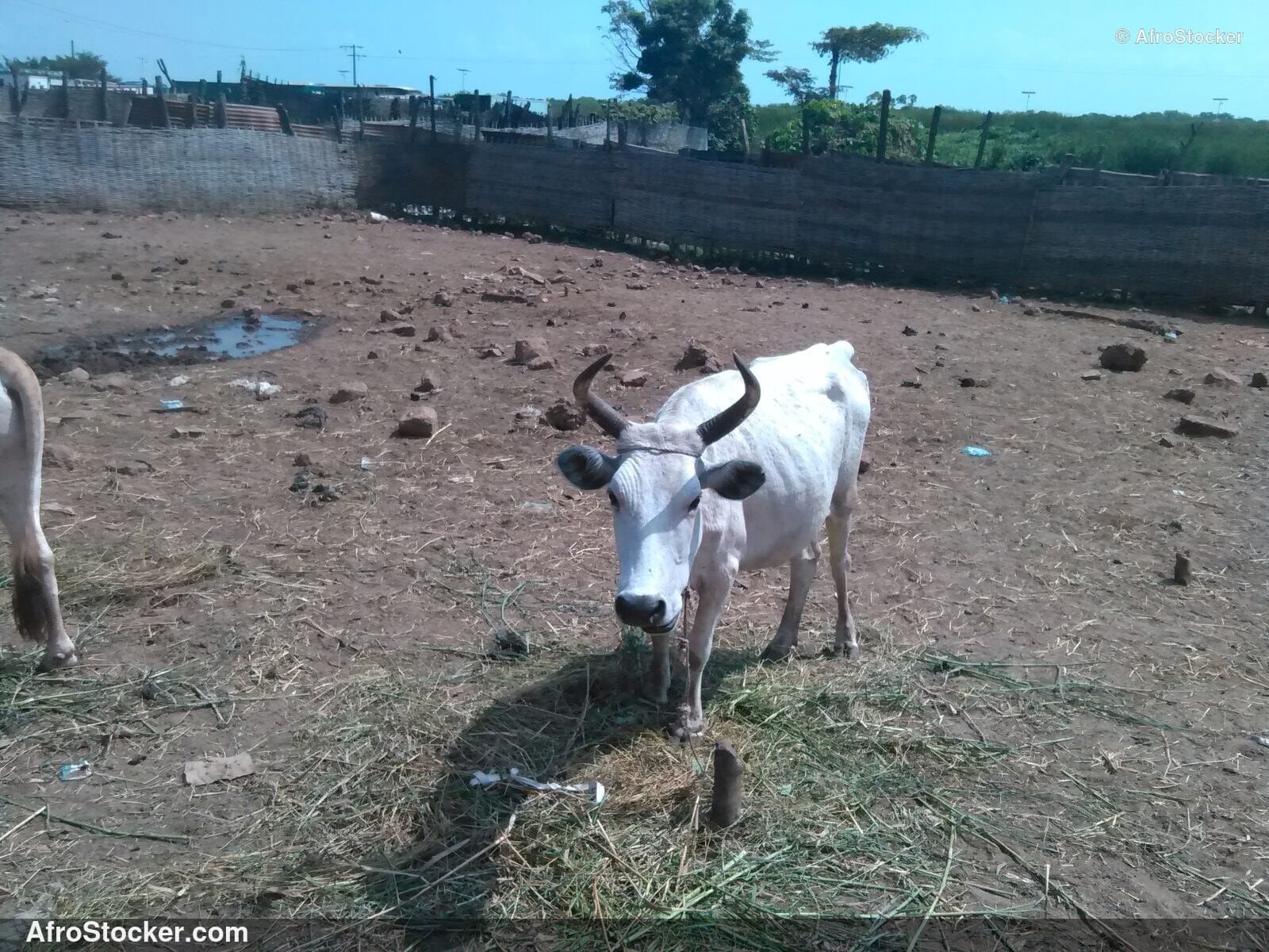 Sheep Grazing Gambia / Moutons Pâturage Gambie | AfroStocker