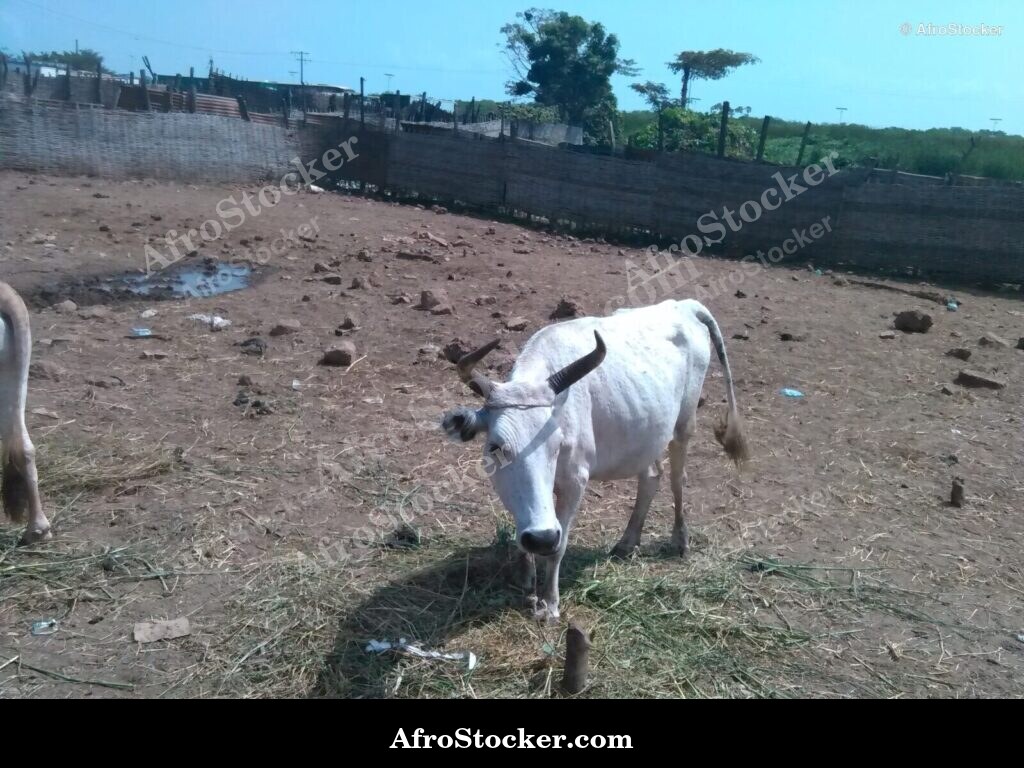 Gambia Sheep Herd Open Field | AfroStocker