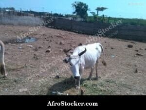 Gambia Sheep Herd Field