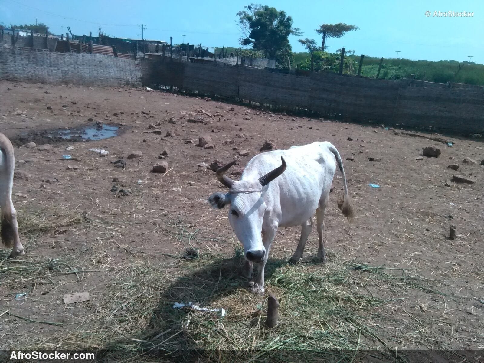 Gambia Sheep Herd Field / Troupeau Moutons Gambie | AfroStocker