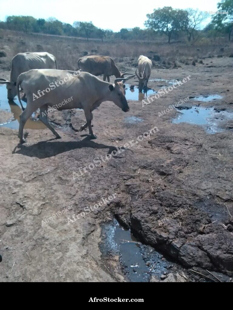 Sheep Free Range Niger Sahel | AfroStocker