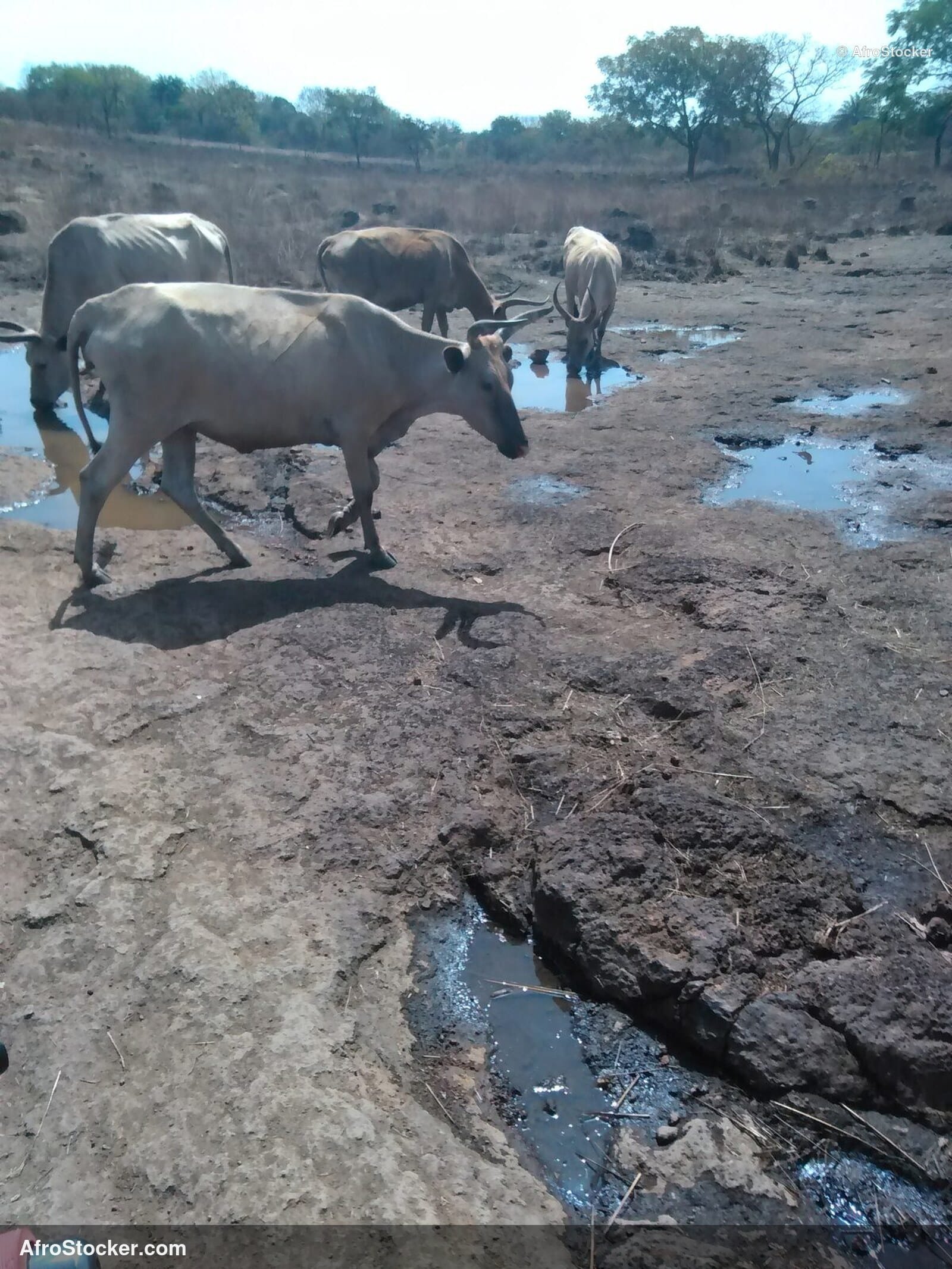 Sheep Free Range Niger Sahel / Moutons Plein Air Niger Sahel | AfroStocker
