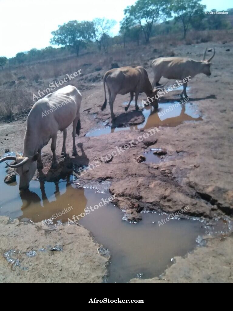 Free Range Sheep Niger Landscape | AfroStocker