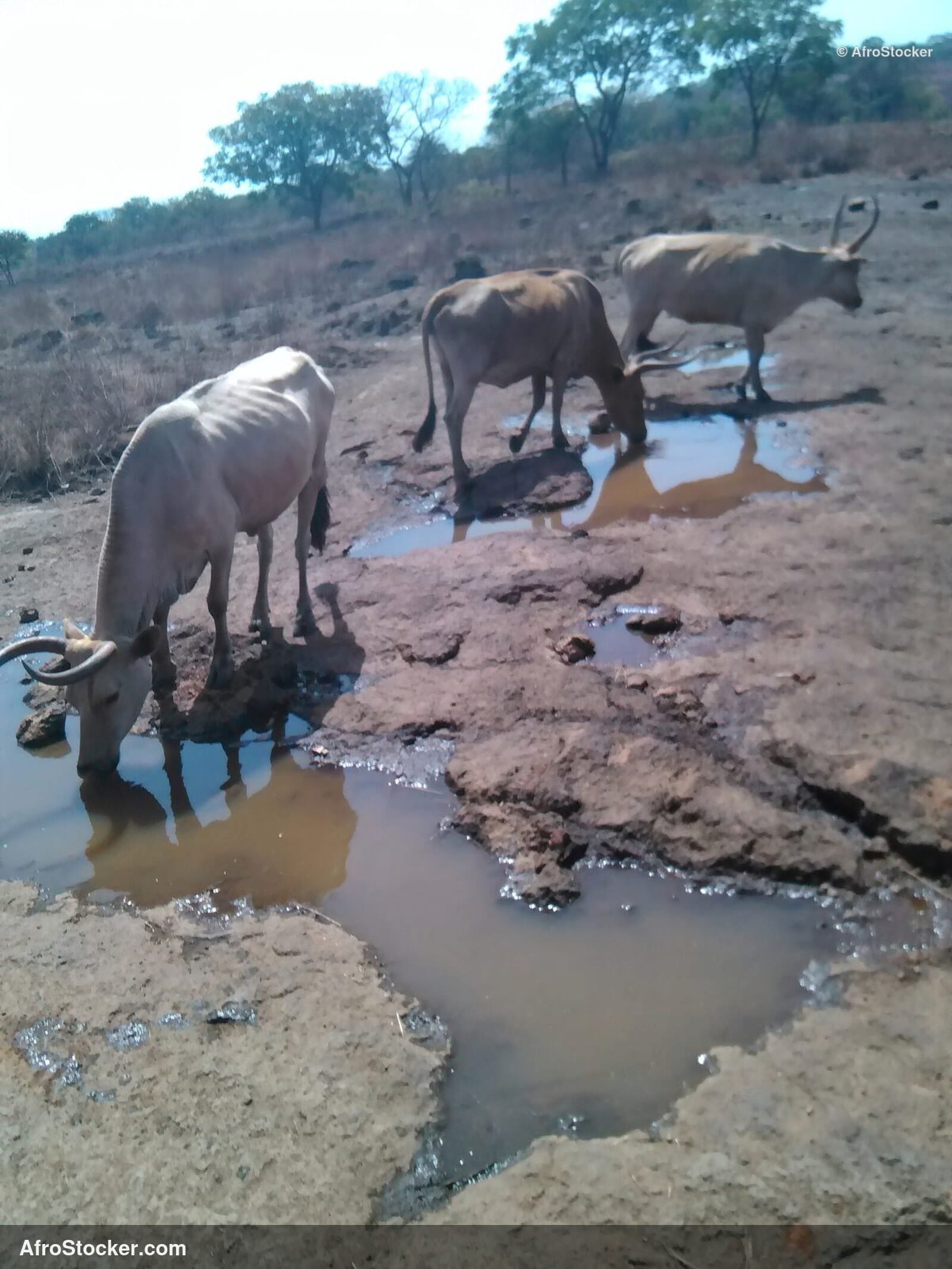 Free Range Sheep Niger / Moutons Plein Air Niger | AfroStocker