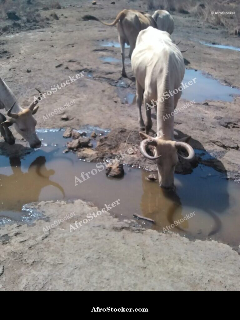 Sheep Grazing Niger Open Air | AfroStocker
