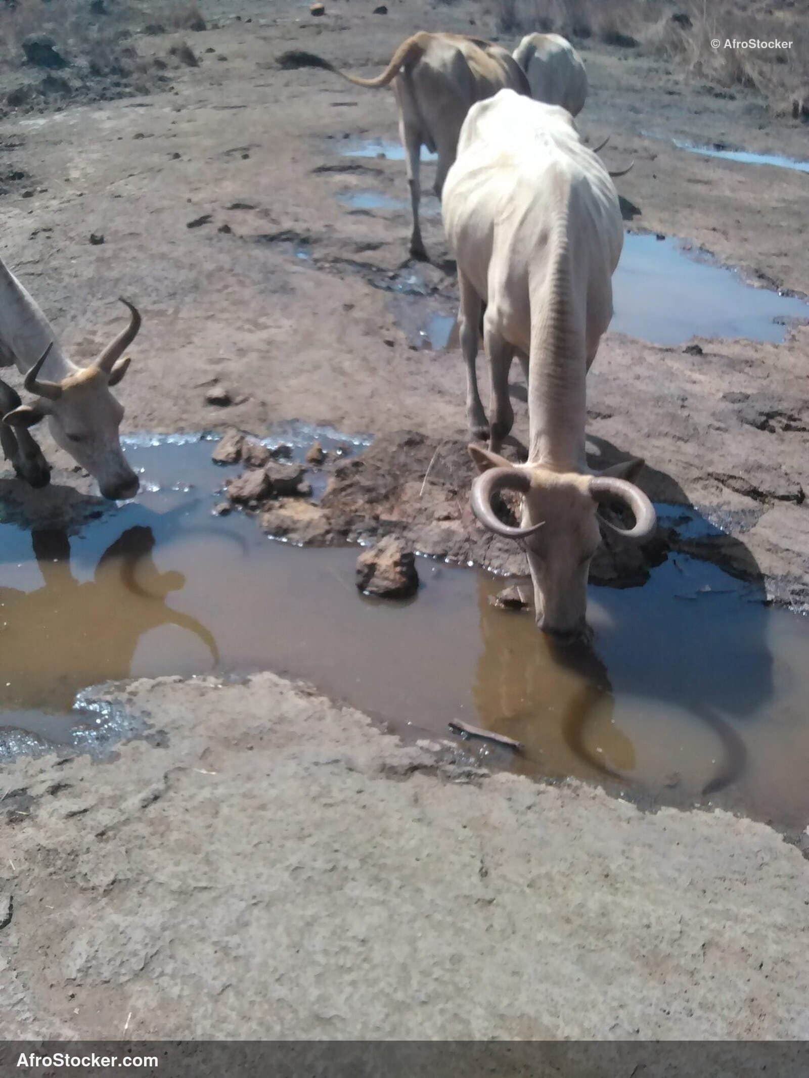 Sheep Grazing Niger Open Air / Moutons Pâturage Niger Plein Air | AfroStocker