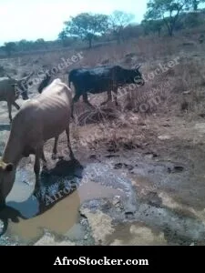 Sheep Pasture Niger West Africa