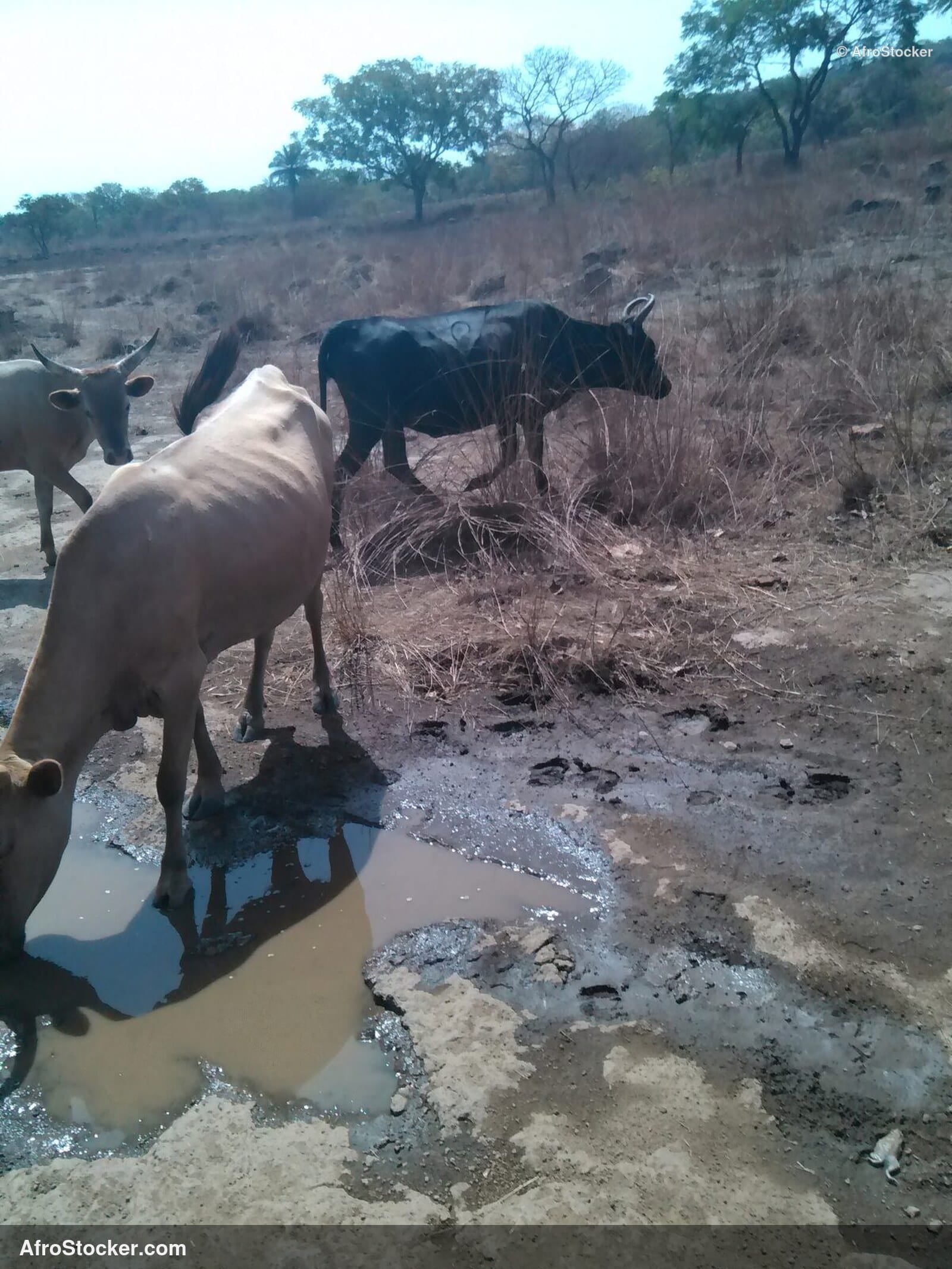 Sheep Pasture Niger West Africa / Moutons Pâture Niger Afrique | AfroStocker