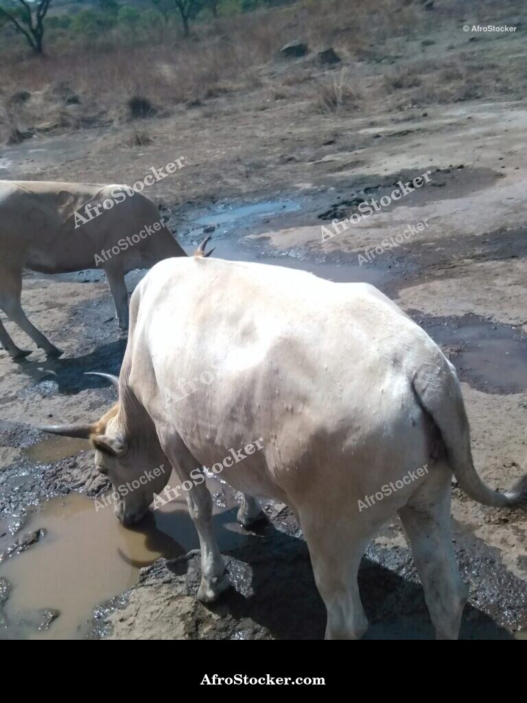 Open Air Sheep Farming Niger | AfroStocker
