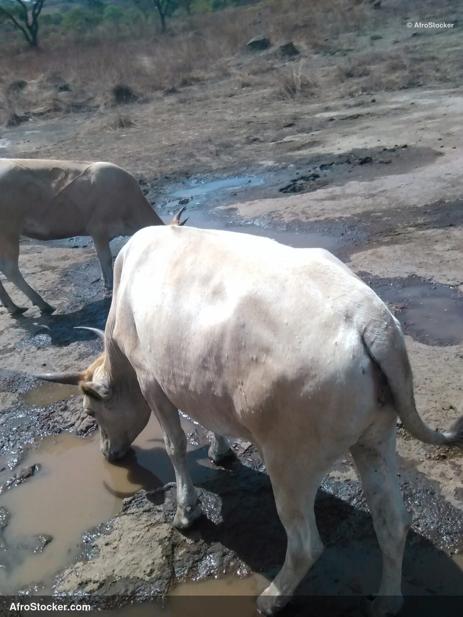 Open Air Sheep Farming Niger / Élevage Moutons Plein Air Niger | AfroStocker