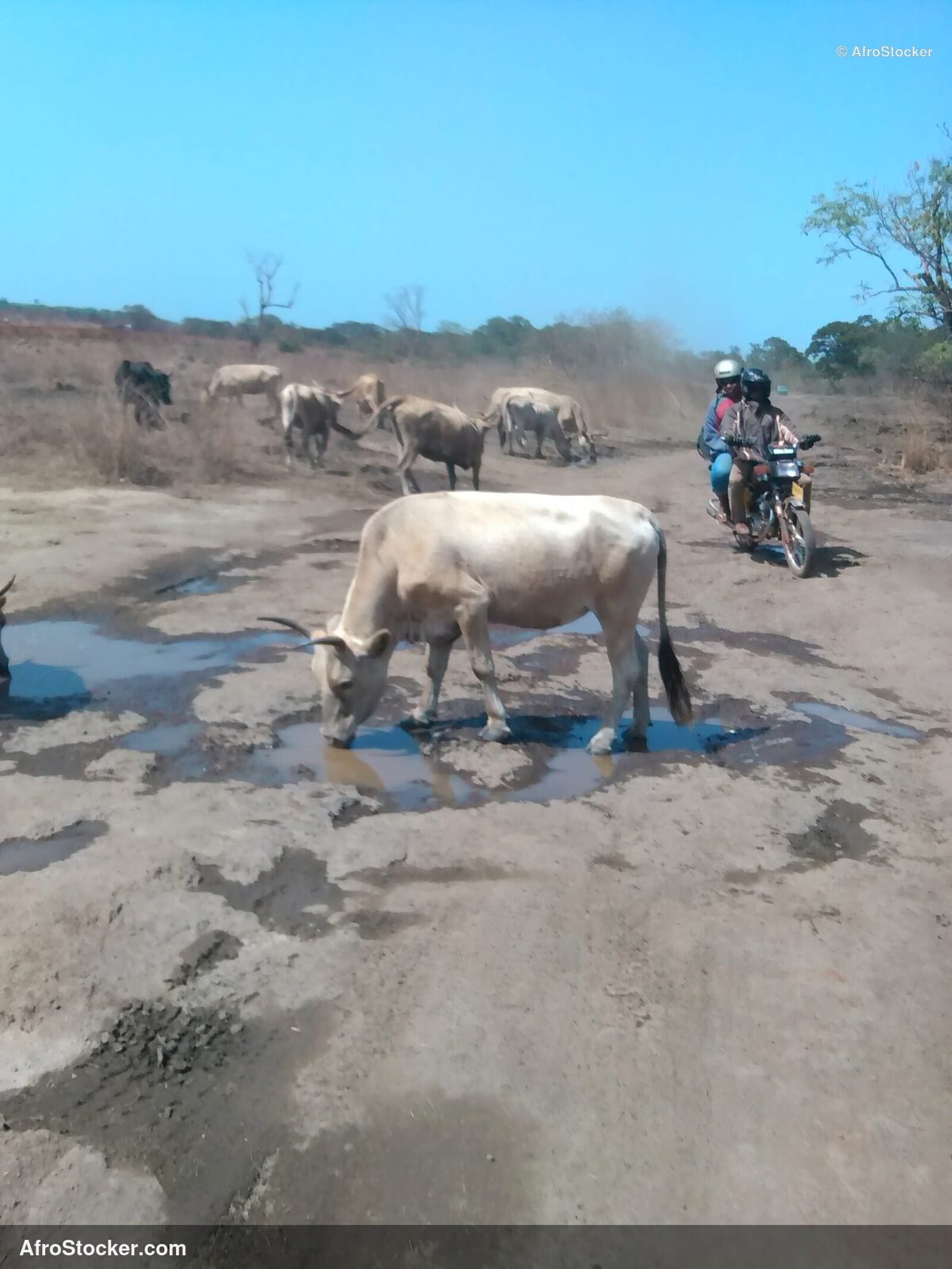 Sheep Herd Niger Rural / Troupeau Moutons Niger Rural | AfroStocker